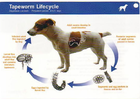 fido has worms